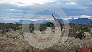 giraffe in kenya