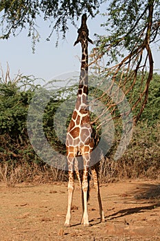 Giraffe in KENYA