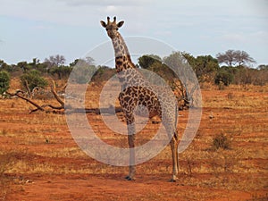 Giraffe in Kenya