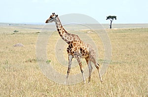 giraffe in Kenya