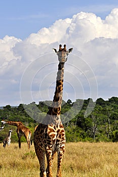 Giraffe (Kenya)