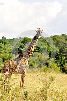 Giraffe (Kenya)