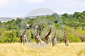 Giraffe (Kenya)