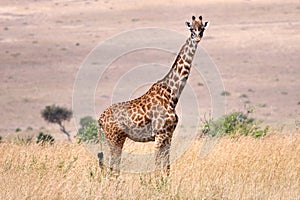 Giraffe of Kenya