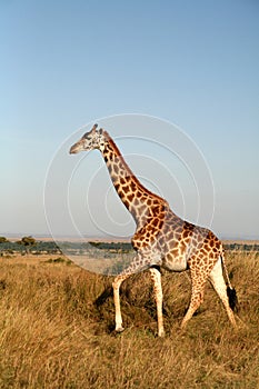 Giraffe (Kenya)