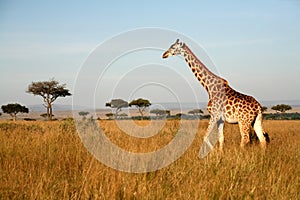 Žirafa (Keňa) 