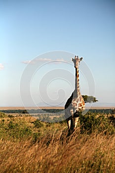 Giraffe (Kenya)