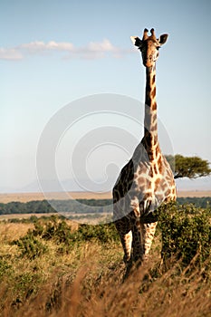 Giraffe (Kenya)