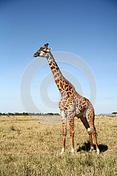 Giraffe (Kenya)