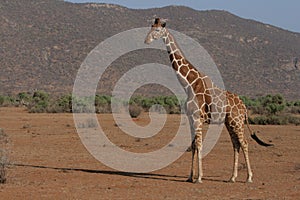 giraffe in kenya