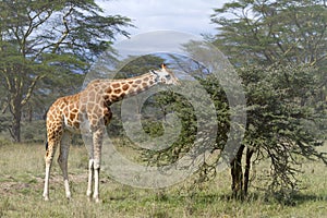 Giraffe in the Kenya countryside
