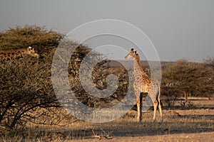 Giraffe Kenya masai mara