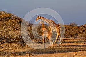 Giraffe Kenya masai mara.Giraffa reticulata