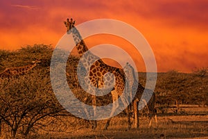 Giraffe Kenya masai mara.Giraffa reticulata