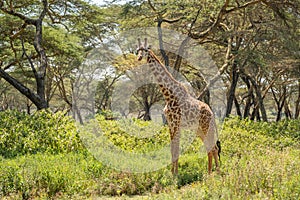 Giraffe Kenya masai mara.Giraffa reticulata