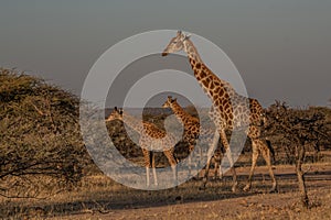 Giraffe Kenya masai mara.Giraffa reticulata