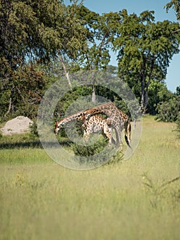 Giraffe Kenya masai mara.Giraffa reticulata