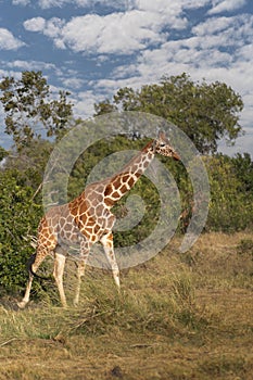 Giraffe Kenya masai mara.Giraffa reticulata