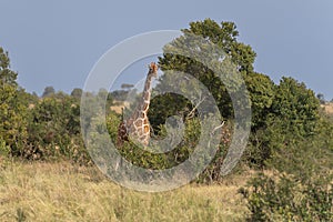 Giraffe Kenya masai mara.Giraffa reticulata