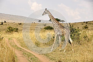 Giraffe in Kenya, safari in Africa