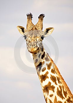 Giraffe in Kenya, safari in Africa