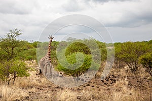 Giraffe in Kenya, safari trip