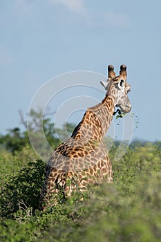Giraffe in Kenya, safari in Tsavo.