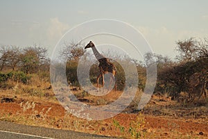 Giraffe in the kenyan bushland
