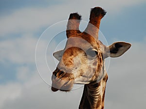 Giraffe. Kgalagadi Transfrontier Park. Northern Cape, South Africa