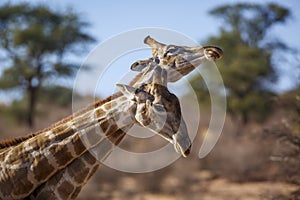 Giraffe in Kgalagadi transfrontier park, South Africa