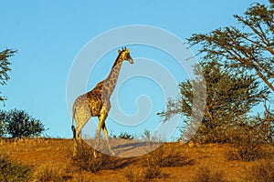 Giraffe in Kgalagadi transfrontier park, South Africa