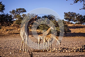 Giraffe in Kgalagadi transfrontier park, South Africa