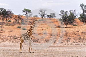 Giraffe in the Kgalagadi Transfrontier Park in South Africa