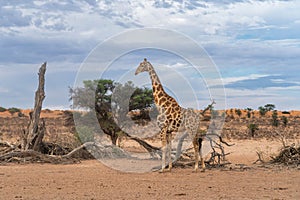 Giraffe in the Kgalagadi Transfrontier Park in South Africa