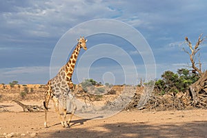 Giraffe in the Kgalagadi Transfrontier Park in South Africa