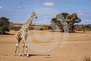 Giraffe in Kgalagadi transfrontier park, South Africa