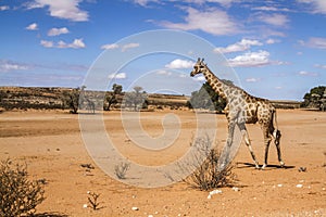 Giraffe in Kgalagadi transfrontier park, South Africa