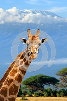 Giraffe on Kilimanjaro mount background in National park of Kenya