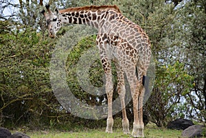 Giraffe on Kilimanjaro mount background in National park of Kenya, Africa