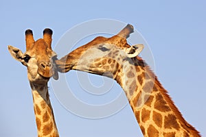 Giraffe Kiss