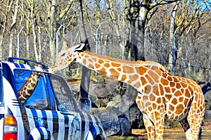 Giraffe kisses a jeep in fuji safari