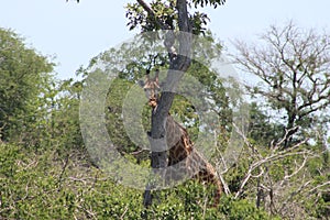 Giraffe in KNP