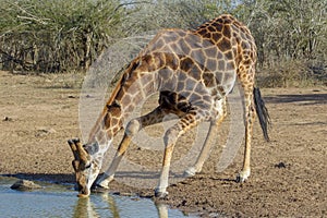 A giraffe in the Kruger National Park