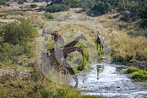 Giraffe in Kruger National park, South Africa