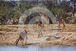 Giraffe in Kruger National park, South Africa