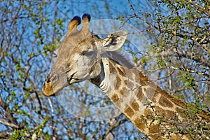Giraffe, Kruger National Park, South Africa
