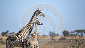 Giraffe in Kruger National park, South Africa