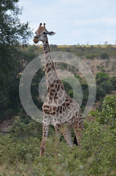 Giraffe in Kruger National Park, South Africa