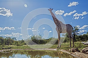 Giraffe in Kruger National park, South Africa