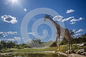 Giraffe in Kruger National park, South Africa